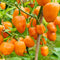 Habanero Orange ASMR